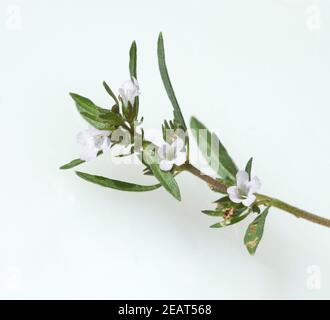 Sommer-Bohnenkraut Satureja Hortensis, Einjaehriges, Bohnenkraut, Stockfoto