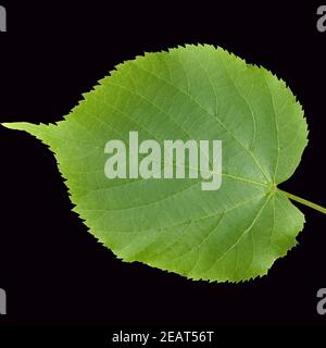 Sommerlinde, Lindenblatt, Tilia platyphyllos Stockfoto