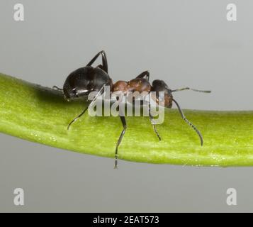 Rote, Waldameise Stockfoto