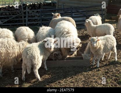 Walachenschafe, Ovis Ammon F. Aries, Zackelschaf Stockfoto