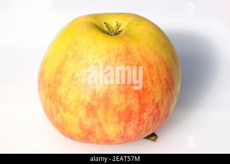 Elstar Apfel Malus domestica Stockfoto