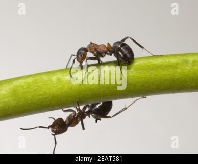 Rote, Waldameise Stockfoto