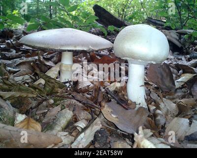 Waldchampignon, Wald-Champignon, Agaricus, Silvaticus Stockfoto