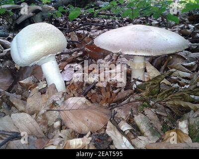 Waldchampignon, Wald-Champignon, Agaricus, Silvaticus Stockfoto