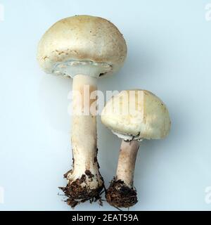 Waldchampignon, Wald-Champignon, Agaricus, Silvaticus Stockfoto
