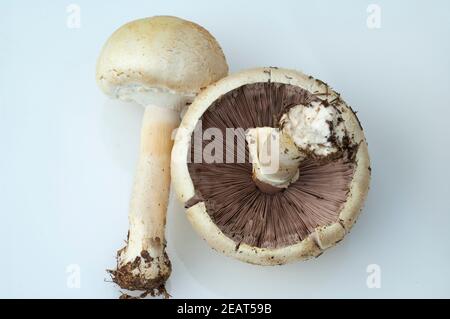 Waldchampignon, Wald-Champignon, Agaricus, Silvaticus Stockfoto