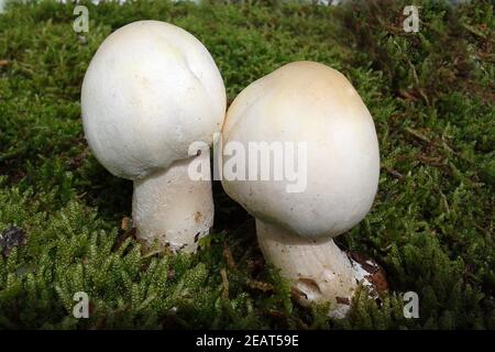 Waldchampignon, Wald-Champignon, Agaricus, Silvaticus Stockfoto