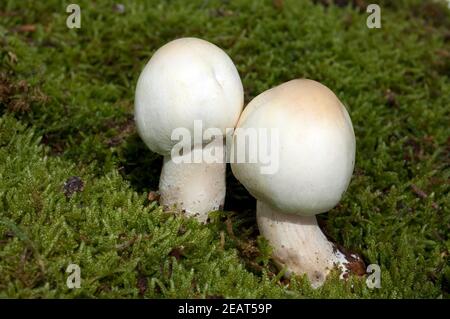 Waldchampignon, Wald-Champignon, Agaricus, Silvaticus Stockfoto