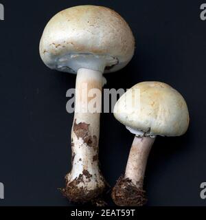 Waldchampignon, Wald-Champignon, Agaricus, Silvaticus Stockfoto