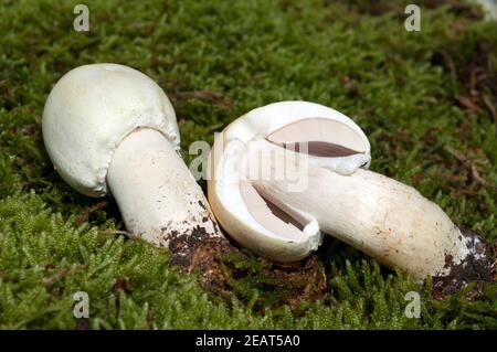 Waldchampignon, Wald-Champignon, Agaricus, Silvaticus Stockfoto