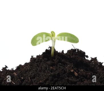 Sonnenblume, Helianthus annuus, Keimling, Stockfoto