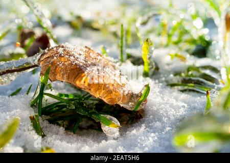 Gefrorenes Blatt bedeckt mit Schnee auf gefrorenem Gras. Nahaufnahme Stockfoto