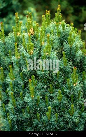 blaue Kriechkiefer, Kiefer, Pinus pumila, Globe Stockfoto