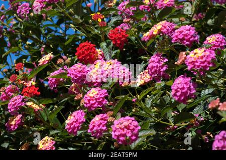 , Wandelroeschen Lantana camara, Wandelrosen Stockfoto