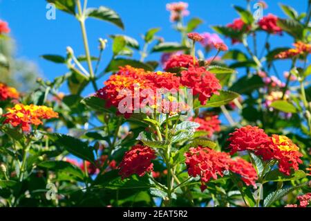 , Wandelroeschen Lantana camara, Wandelrosen Stockfoto