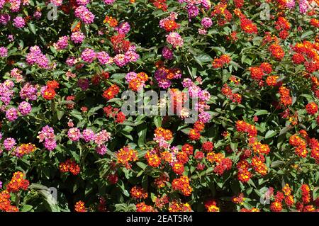 , Wandelroeschen Lantana camara, Wandelrosen Stockfoto