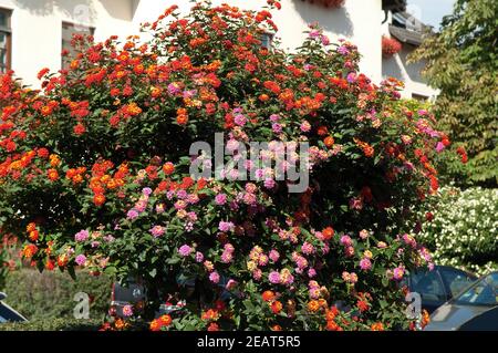 , Wandelroeschen Lantana camara, Wandelrosen Stockfoto