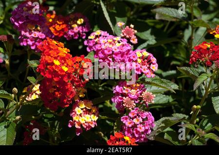 , Wandelroeschen Lantana camara, Wandelrosen Stockfoto