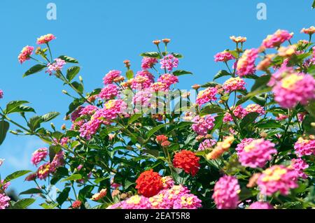 , Wandelroeschen Lantana camara, Wandelrosen Stockfoto