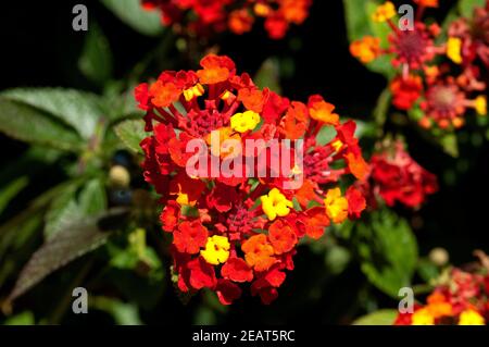 , Wandelroeschen Lantana camara, Wandelrosen Stockfoto