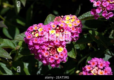 , Wandelroeschen Lantana camara, Wandelrosen Stockfoto