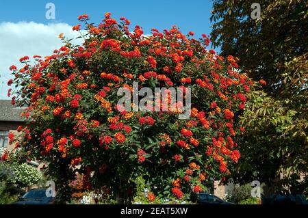 , Wandelroeschen Lantana camara, Wandelrosen Stockfoto