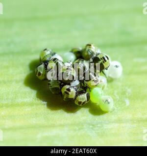 Wanzeneier, Wanze, Rhinocoris, iracundus Stockfoto