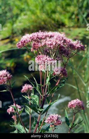 Wasserdost Kunigundenkraut Eupatorium cannabinum Stockfoto