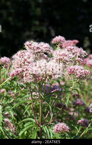 Wasserdost Kunigundenkraut Eupatorium cannabinum Stockfoto