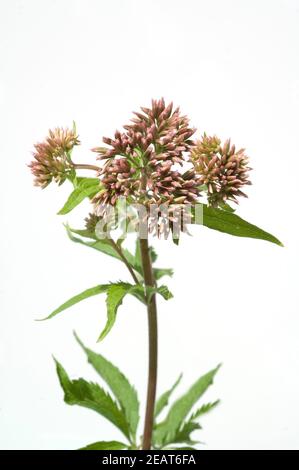 Wasserdost Kunigundenkraut Eupatorium cannabinum Stockfoto