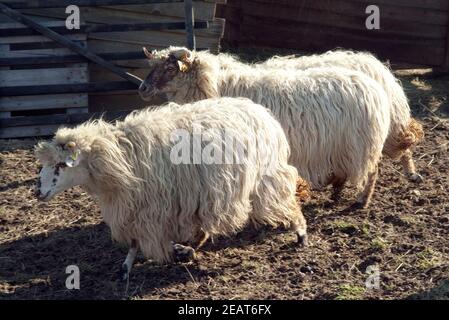 Walachenschafe, Ovis Ammon F. Aries, Zackelschaf Stockfoto