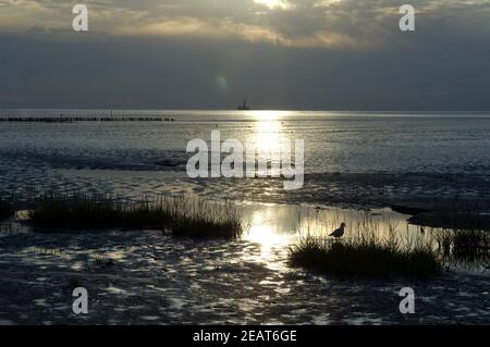 Wattenmeer; Nordseeküsten, Landschaft, Friedrichskoog Stockfoto