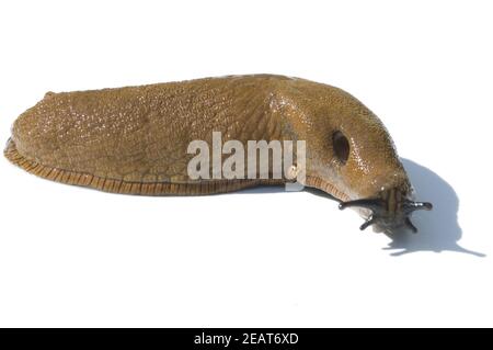 Rote Wegschnecke Nacktschnecke Stockfoto