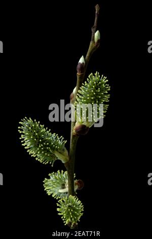 Weiblich, Weidenkaetzchen, Salix Bluete Stockfoto