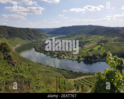 Weinberg, Kroever Nacktarsch, Grosslage, Mosel Stockfoto