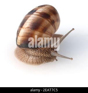 Helix pomatia, Weinbergschnecke Stockfoto