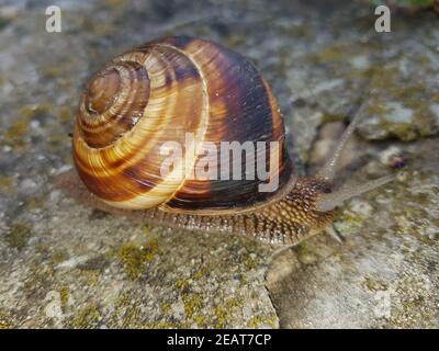 Helix pomatia, Weinbergschnecke Stockfoto