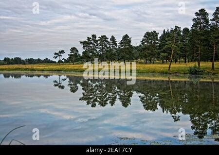 Wasser in der Nähe von Wald. Reflektierende Bäume im Wasser. Stockfoto