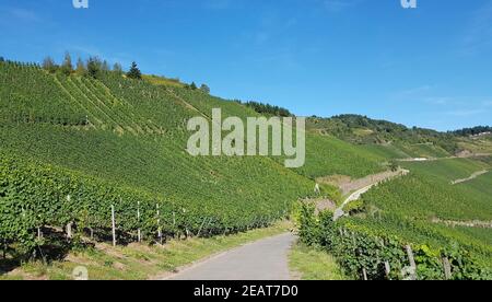 Weinberg, Kroever Nacktarsch, Grosslage, Mosel Stockfoto