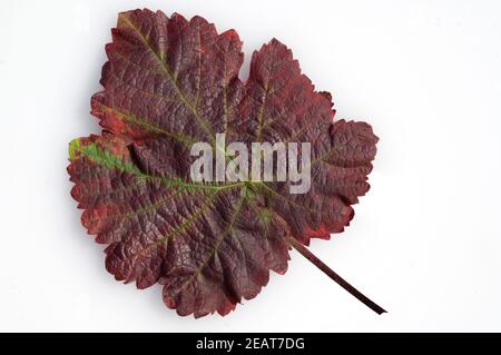 Weinblatt Roter Wein, Herbst Stockfoto