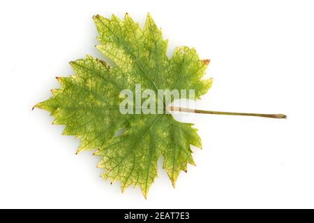 Weinblatt Herbst, Weisser Wein Stockfoto