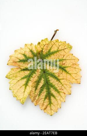 Weinblatt Herbst, Weisser Wein Stockfoto