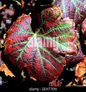 Weinblatt im Herbst Stockfoto