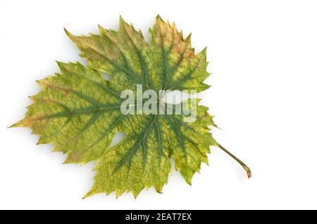 Weinblatt Herbst, Weisser Wein Stockfoto