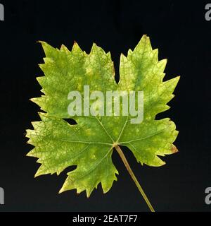 Weinblatt Weisser Wein Herbst Stockfoto