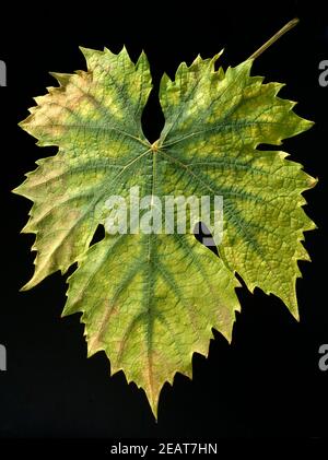 Weinblatt, Weisser Wein, Herbst Stockfoto