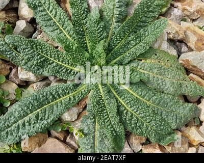 Kardendistel, Dipsacus, Karde, Keimling, Sproessling Stockfoto