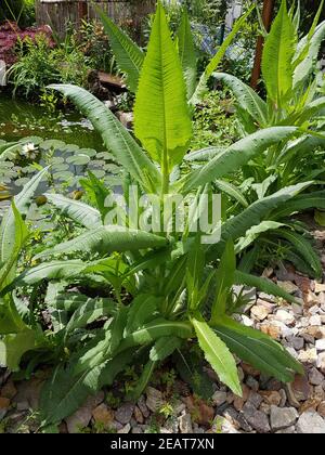 Kardendistel Dipsacus Karde Keimling, Sproessling, Sprosse, Jungflanze Stockfoto