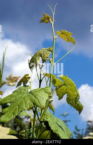 Weinblatt Weisser Wein Stockfoto