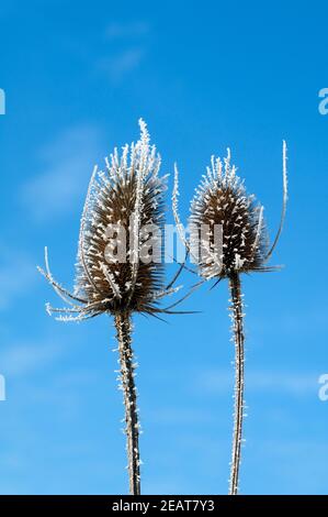 Kardendistel Dipsacus, Raureif, Stockfoto